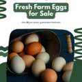 Selling with In-person Payment: Farm fresh eggs from free range chickens