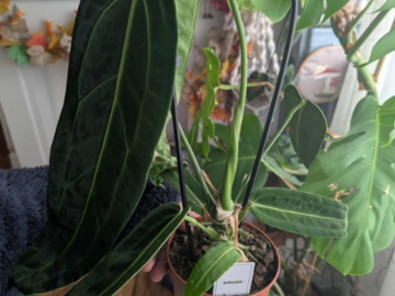 Vente: Anthurium warocqueanum