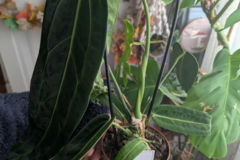 Vente: Anthurium warocqueanum