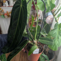 Vente: Anthurium warocqueanum