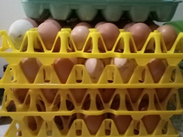 Selling with In-person Payment: Fresh chicken eggs