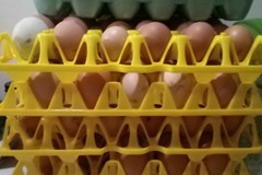 Selling with In-person Payment: Fresh chicken eggs