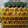 Selling with In-person Payment: Fresh chicken eggs