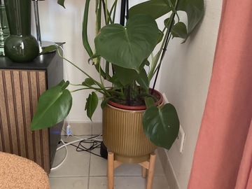 Vente: Monstera deliciosa 