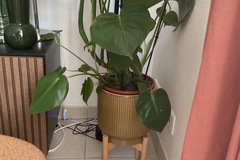 Vente: Monstera deliciosa 