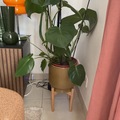 Vente: Monstera deliciosa 