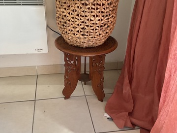 Vente: Ficus elastica