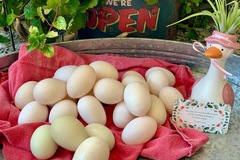 Selling with In-person Payment: Henthorn’s Delightful Duck Eggs