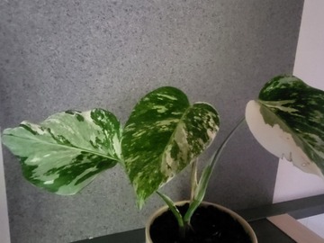Vente: Monstera variegata 