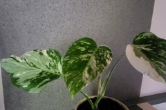 Vente: Monstera variegata 