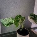 Vente: Monstera variegata 