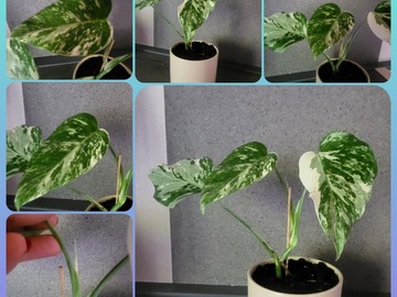 Vente: Monstera variegata 