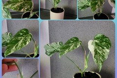 Vente: Monstera variegata 
