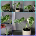 Vente: Monstera variegata 