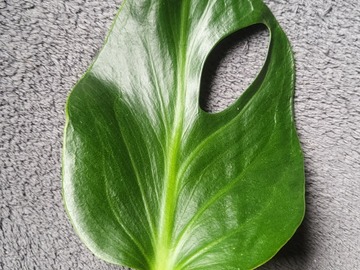 Vente: Monstera burble marx flame
