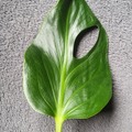 Vente: Monstera burble marx flame