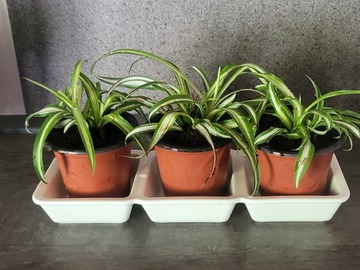 Vente: Plante arraignee 