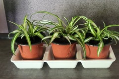 Vente: Plante arraignee 