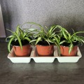 Vente: Plante arraignee 