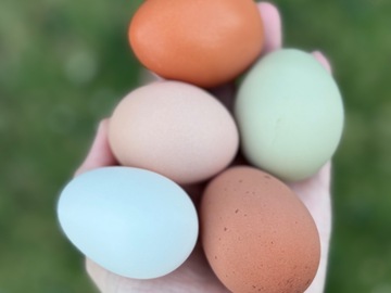 Selling with In-person Payment: Free range, farm fresh eggs 