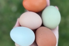 Selling with In-person Payment: Free range, farm fresh eggs 