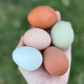 Selling with In-person Payment: Free range, farm fresh eggs 