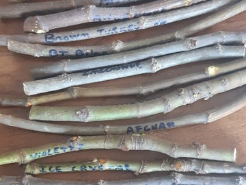 Vente: Lot 19 varietes de figuier ( boutures )