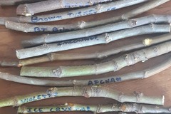 Vente: Lot 19 varietes de figuier ( boutures )