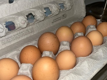Selling with online payment: Buff Brahma hatching eggs