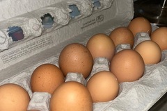 Selling with online payment: Buff Brahma hatching eggs