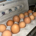 Selling with online payment: Buff Brahma hatching eggs