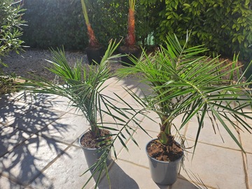 Vente:  Lot de 2 Palmiers   Phoenix  