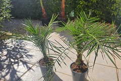 Vente:  Lot de 2 Palmiers   Phoenix  