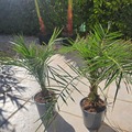 Vente:  Lot de 2 Palmiers   Phoenix  