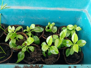 Vente: Belle plante grasse vivace_ficoïde (Apténia cordifolia)
