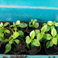 Vente: Belle plante grasse vivace_ficoïde (Apténia cordifolia)