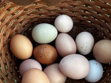 Selling with online payment: Fresh chicken eggs 