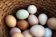 Selling with online payment: Fresh chicken eggs 