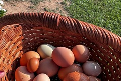 Selling with In-person Payment: Fresh eggs 