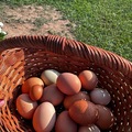 Selling with In-person Payment: Fresh eggs 