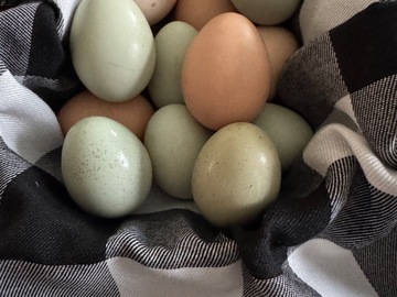 Selling with In-person Payment: Washed or Unwashed Americana Eggs