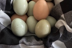 Selling with In-person Payment: Washed or Unwashed Americana Eggs