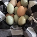 Selling with In-person Payment: Washed or Unwashed Americana Eggs
