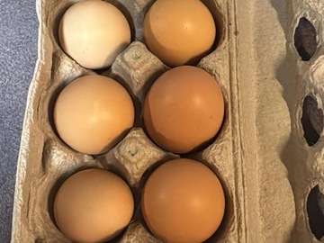 Selling with In-person Payment: Dozen eggs for sale 
