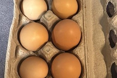 Selling with In-person Payment: Dozen eggs for sale 