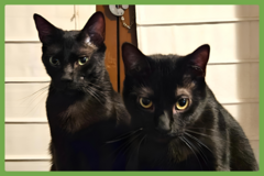  : Charlie and Peanut