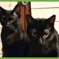  : Charlie and Peanut