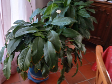 Don: donne plantes d'intérieur
