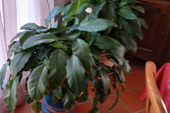Don: donne plantes d'intérieur