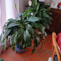 Don: donne plantes d'intérieur